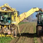 Turnip, vegetables, harvest — AI and the Environment: Leveraging Technology for Sustainability